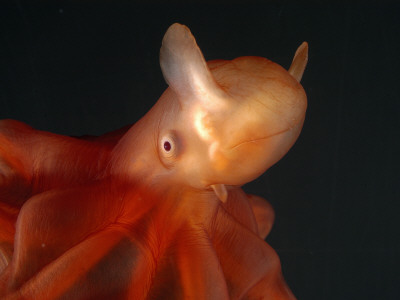 Deep Sea Cirrate Octopod, From 800M Depth, Atlantic by David Shale Pricing Limited Edition Print image