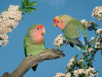Pair Of Peach-Faced Lovebirds by Petra Wegner Pricing Limited Edition Print image