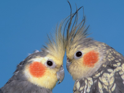 Pair Of Cockatiels by Petra Wegner Pricing Limited Edition Print image