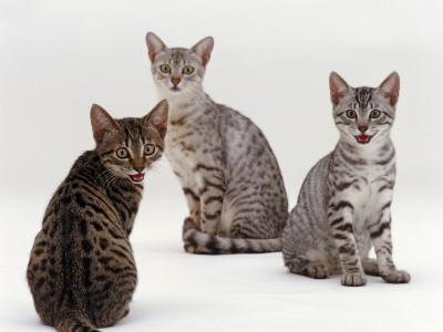 Domestic Cat, Female Silver Egyptian Mau With Two Of Her 14-Week Kittens by Jane Burton Pricing Limited Edition Print image