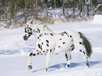 Appaloosa Horse Trotting Through Snow, Usa by Lynn M. Stone Pricing Limited Edition Print image
