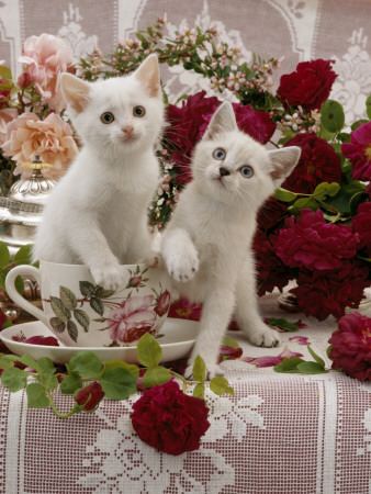 Domestic Cat, Amber-Eyed And Blue-Eyed White Kittens In A Large Teacup With Bowl Of Roses by Jane Burton Pricing Limited Edition Print image
