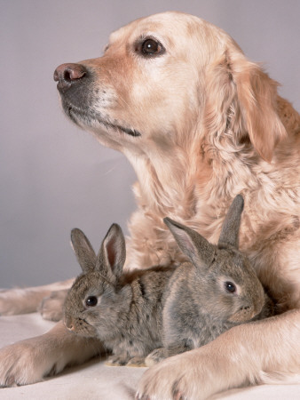Golden Retriever, And Young Domestic Rabbits by De Meester Pricing Limited Edition Print image