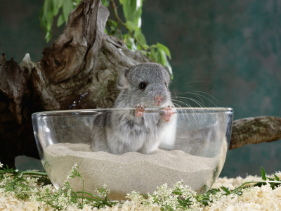 Long-Tailed Chinchilla Sand Bathing by Steimer Pricing Limited Edition Print image