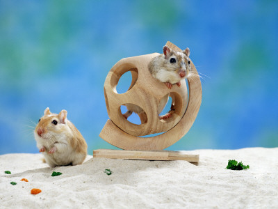 Gerbil At Play by Steimer Pricing Limited Edition Print image