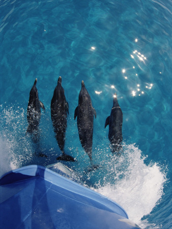Atlantic Spotted Dolphins (Stenella Frontalis) Bowriding Bahamas by Jurgen Freund Pricing Limited Edition Print image