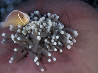 Orange Skunk Clownfish In Anemone, Indo-Pacific by Jurgen Freund Pricing Limited Edition Print image