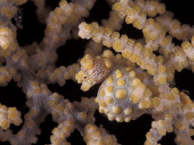 Pygmy Seahorse Camouflaged In Fan Coral, Indo-Pacific by Jurgen Freund Pricing Limited Edition Print image