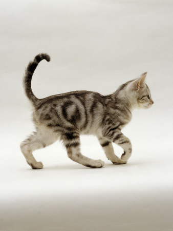 Domestic Cat, 14-Week, Silver Tabby Male Kitten by Jane Burton Pricing Limited Edition Print image