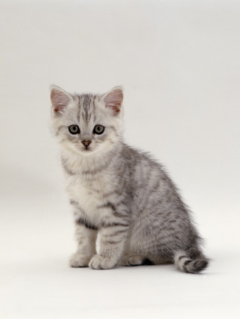 Domestic Cat, 7-Week, Silver Kitten Male by Jane Burton Pricing Limited Edition Print image