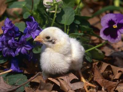 Domestic Chicken, Chick, Amongst Pansies, Usa by Lynn M. Stone Pricing Limited Edition Print image