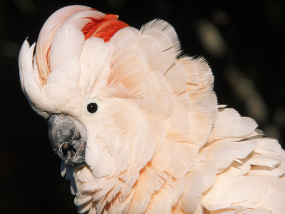 Salmon Crested Cockatoo (Moluccan Cockatoo) by Lynn M. Stone Pricing Limited Edition Print image