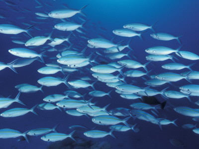 Three Lined Fusiliers Schooling, Great Barrier Reef by Jurgen Freund Pricing Limited Edition Print image