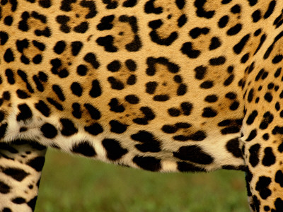 Close Up Of Belly Of Jaguar, Mato Grosso, Pantanal, Brazil by Staffan Widstrand Pricing Limited Edition Print image