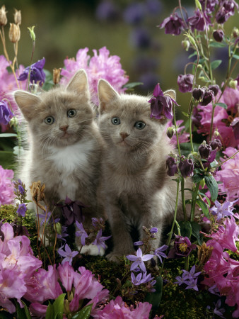 6-Week, Blue-And-White Female And Blue Male Kittens, Among Purple Columbines And Rhododendrons by Jane Burton Pricing Limited Edition Print image
