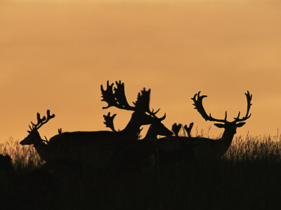 Male Fallow Deer, Silhouettes At Dawn, Tamasi, Hungary by Bence Mate Pricing Limited Edition Print image