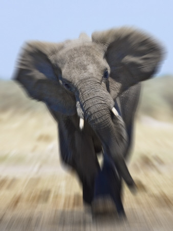African Elephant, Charging Abstract, Etosha National Park, Namibia by Tony Heald Pricing Limited Edition Print image