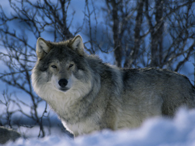 Grey Wolf Male In Snow, Norway by Bernard Walton Pricing Limited Edition Print image