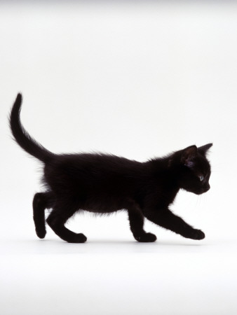 Domestic Cat, 9-Week Black Kitten Profile Walking by Jane Burton Pricing Limited Edition Print image