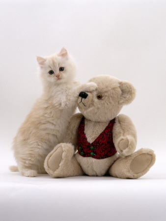 Domestic Cat, Cream Fluffy Kitten Playing With Teddy Bear by Jane Burton Pricing Limited Edition Print image