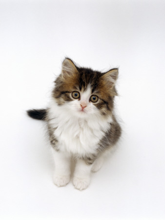 Looking Down On Domestic Cat, 7-Week Tabby And White Persian-Cross Kitten Looking Up by Jane Burton Pricing Limited Edition Print image