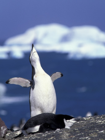 Chinstrap Penguin, Ecstatic Display, South Sandwich Is by Peter Oxford Pricing Limited Edition Print image