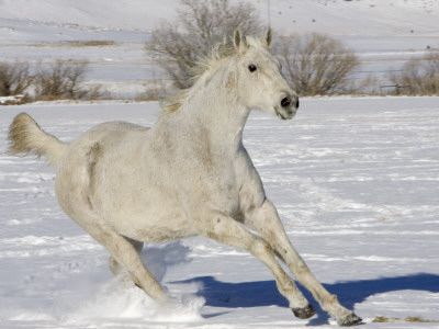 Grey Thoroughbred Horse Cantering Through Snow, Colorado, Usa by Carol Walker Pricing Limited Edition Print image