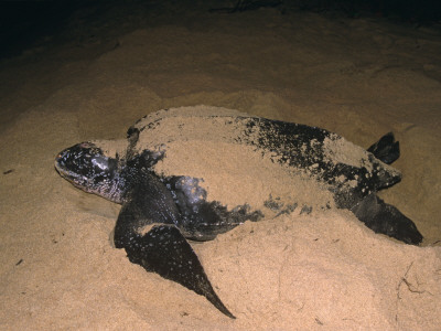 Leatherback Turtle Female Laying Eggs At Night, Matura Beach, Trinidad by Pete Oxford Pricing Limited Edition Print image