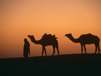 Dromedary Camels With Handler At Dawn, Rajasthan, India by Ingo Arndt Pricing Limited Edition Print image