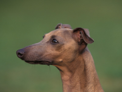 Fawn Whippet Profile by Adriano Bacchella Pricing Limited Edition Print image