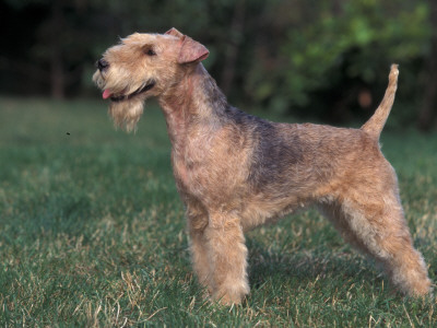 Black And Tan Lakeland Terrier Standing In Show Stack / Pose by Adriano Bacchella Pricing Limited Edition Print image