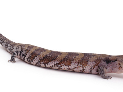 Blue Tongued Skink, Portrait by Jane Burton Pricing Limited Edition Print image
