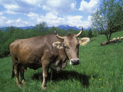 Domestic Cow, Grazing In Unimproved Pasture Tatra Mountains, Slovakia by Pete Cairns Pricing Limited Edition Print image