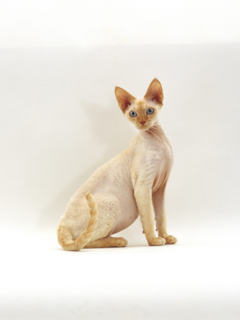 Domestic Cat, 6-Month Red-Point Si-Rex Male by Jane Burton Pricing Limited Edition Print image