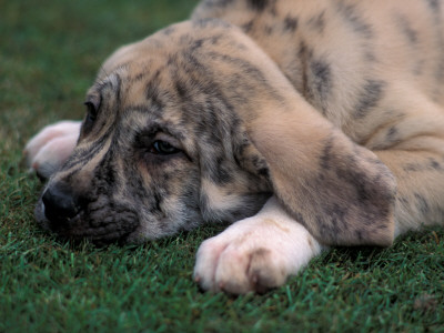 Spanish Mastiff Puppy Lying Down by Adriano Bacchella Pricing Limited Edition Print image