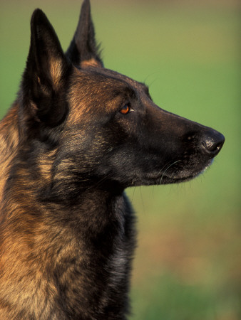 Belgian Malinois / Shepherd Dog Profile Portrait by Adriano Bacchella Pricing Limited Edition Print image