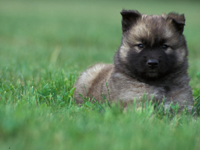 Belgian Malinois / Shepherd Dog Puppy Lying In Grass by Adriano Bacchella Pricing Limited Edition Print image