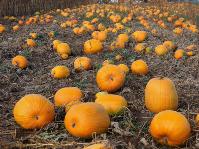 Field Of Ripe Pumpkins (Cucurbita Maxima) Usa by Reinhard Pricing Limited Edition Print image