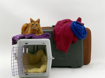 Marmalade Domestic Cat, With Pet Transporter / Carrier And Suitcases by Jane Burton Pricing Limited Edition Print image