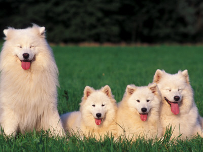 Domestic Dogs, Samoyed Family Panting And Resting On Grass by Adriano Bacchella Pricing Limited Edition Print image