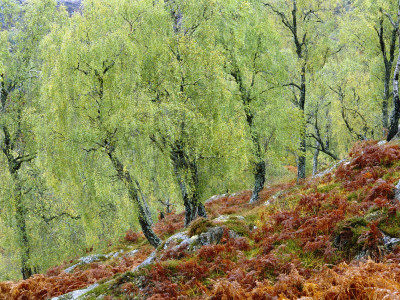 Native Birch Woodland In Autumn, Glenstrathfarrar Nnr, Scotland, Uk by Pete Cairns Pricing Limited Edition Print image