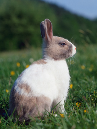 Domestic Dwarf Rabbit, Europe by Reinhard Pricing Limited Edition Print image