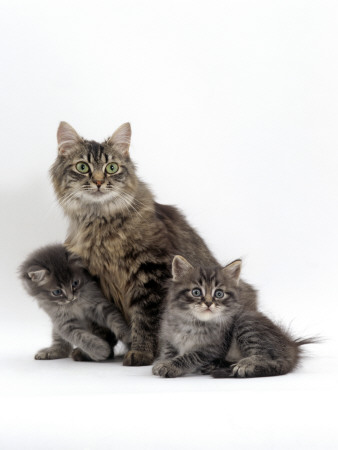 Domestic Cat, Fluffy Tabby With Two Kittens by Jane Burton Pricing Limited Edition Print image