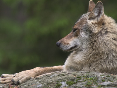 European / Grey Wolf, Resting On Boulder In Forest, Bavarian Forest, Germany by Philippe Clement Pricing Limited Edition Print image