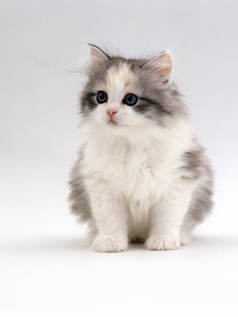 Domestic Cat, 6-Week, Chinchilla-Cross Kitten by Jane Burton Pricing Limited Edition Print image