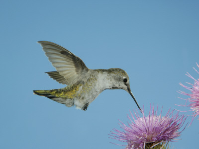 Anna's Hummingbird, Female At Thistle, Chiricahua Mountains, Arizona, Usa by Rolf Nussbaumer Pricing Limited Edition Print image