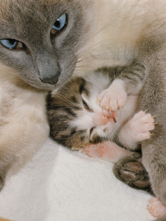 Domestic Cat, Stray Siamese Female With Single Kitten by Jane Burton Pricing Limited Edition Print image