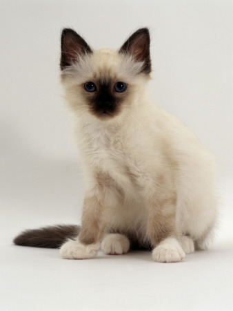 Domestic Cat, 9-Week, Seal-Point Birman Kitten by Jane Burton Pricing Limited Edition Print image