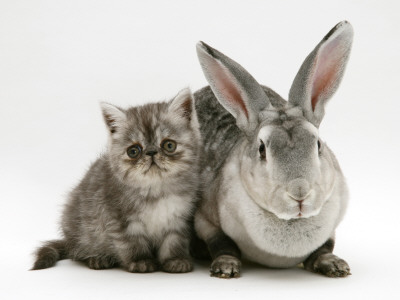 Silver Exotic Kitten, 9-Week With Silver Rex Doe Rabbit by Jane Burton Pricing Limited Edition Print image