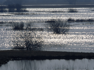 Sunlight On Flooded Wetlands In Spring, Biebrzanski National Park, Poland by Artur Tabor Pricing Limited Edition Print image